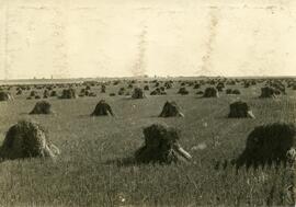 Wheat in Stooks Near Wilkie, Saskatchewan
