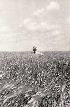 Wheat field near Moose Jaw, Saskatchewan