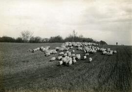 Sheep at Carlyle, Saskatchewan
