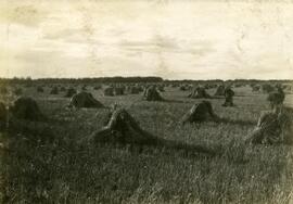 Wheat in Stooks Near Leslie, Saskatchewan