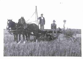 Horses and wagon in stubble field