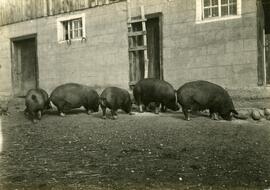 Pigs, Nepewa, Saskatchewan