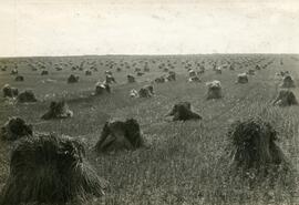 Wheat in Stooks Near Wynyard, Saskatchewan