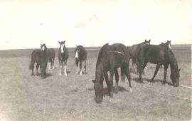 Horses on Jack Bremner farm
