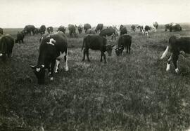 Cattle near Wilkie, Sask.