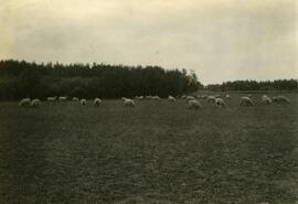 Sheep near Yorkton, Saskatchewan
