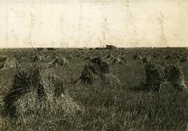 Harvesting Wheat near Moose Jaw