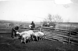Feeding pigs at Vincent Ledoux's farm
