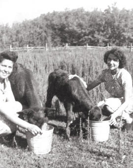 Milking cows, Muskeg Lake Cree Nation