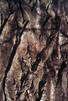 Detail of Manitoba maple bark