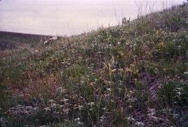 Prairie grassland