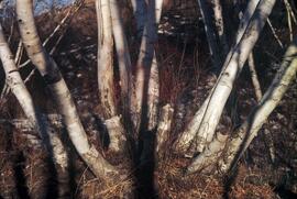 Paper birch trunks
