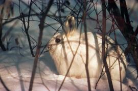 Rabbit in the snow