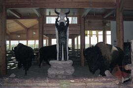 Call of the medicine person and bison pound in the visitor's centre