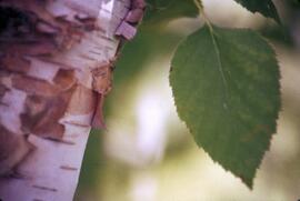 Detail of paper birch
