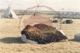 Bison pelt covering plaque for unveiling
