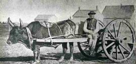 Ox and Red River cart