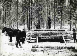 Lumber crew with pine logs