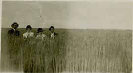 People standing in a mature field of wheat