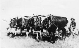 Breaking sod, plowing with oxen
