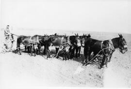 Mule team and plow