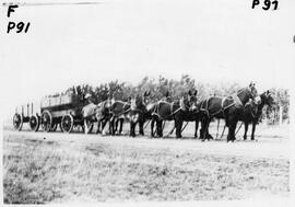 Ahrens hauling grain with mules and horses