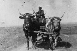 Going places pioneer style with oxen