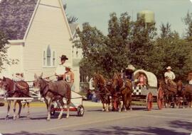 Mules and Horses in Parade