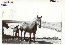 Farm horses, colt and mare