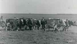 Plowing with oxen