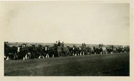 Parade of Draft Horses Pulling Wagons