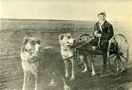 Dogs Pulling a Cart