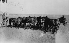 Plowing with mules