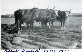Albert Kessel's oxen