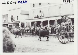 Parade, Red River Cart & bull