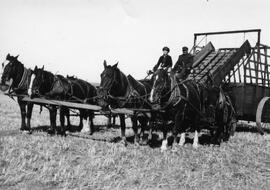 Four horses hitched to a Stook Loader