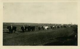 Cattle/Oxen on parade