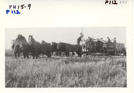 Harvest combine pulled by horses