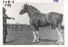 Phil Javen's prize stallion