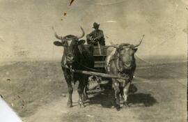 Jno N. Ford on wagon pulled by two oxen.