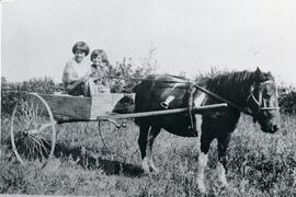 Pony and cart