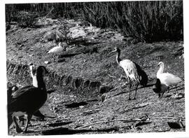 Animals ca. 1951-63 - Sleepy Hollow Bird Sanctuary at Abernathy