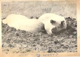 Animals ca. 1951-63 - Pigs