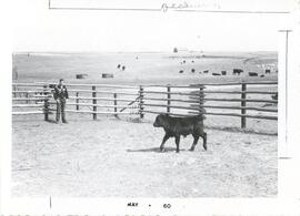 Animals ca. 1951-63 - Gene Wilson and calf