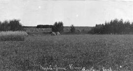 Field on Maple Grove Farm