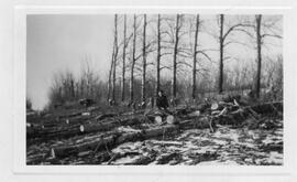 M. Wheeler, Dead Russian Poplar Cut Down With Cross Cut Saw