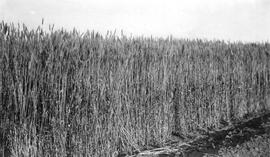 Field of Selected Preston Wheat