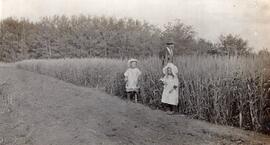 Children and a Man Standing in a Crop