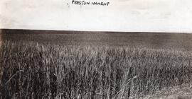 Preston Wheat