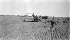 Harvesting Wheat Crop, Mr. Partridge and Ray Stooking